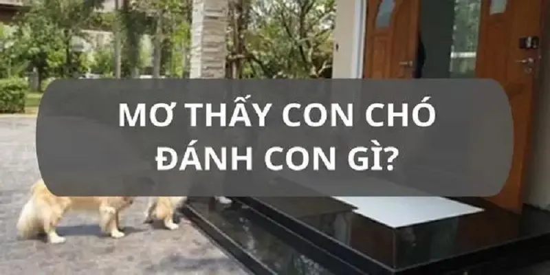 Chiêm bao về chó nên đánh số gì?